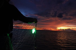 Lighted Nets Dramatically Reduce Bycatch of Sharks and Other Wildlife While Making Fishing More Efficient
